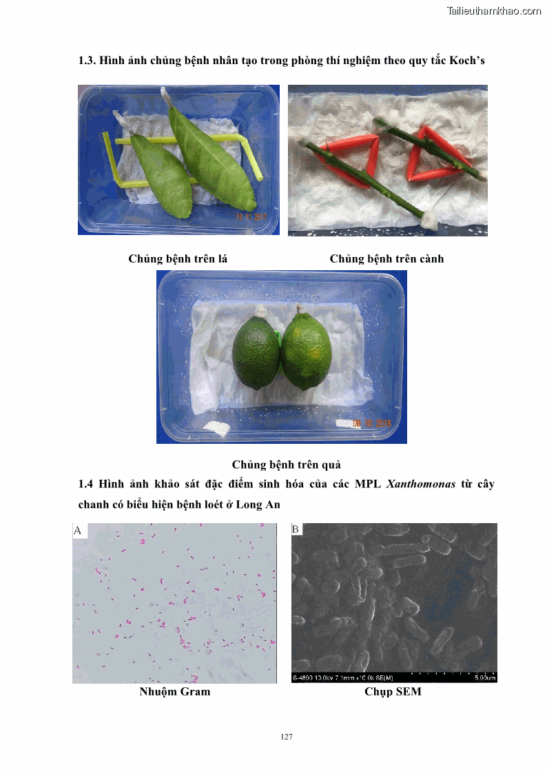 Luận án tiến sĩ công nghệ sinh học Nghiên cứu khả năng ức chế vi khuẩn Xanthomonas sp. gây bệnh loét trên cây chanh của cao chiết phân đoạn từ cây Giao Euphorbia tirucalli L. - 13 Trang 148