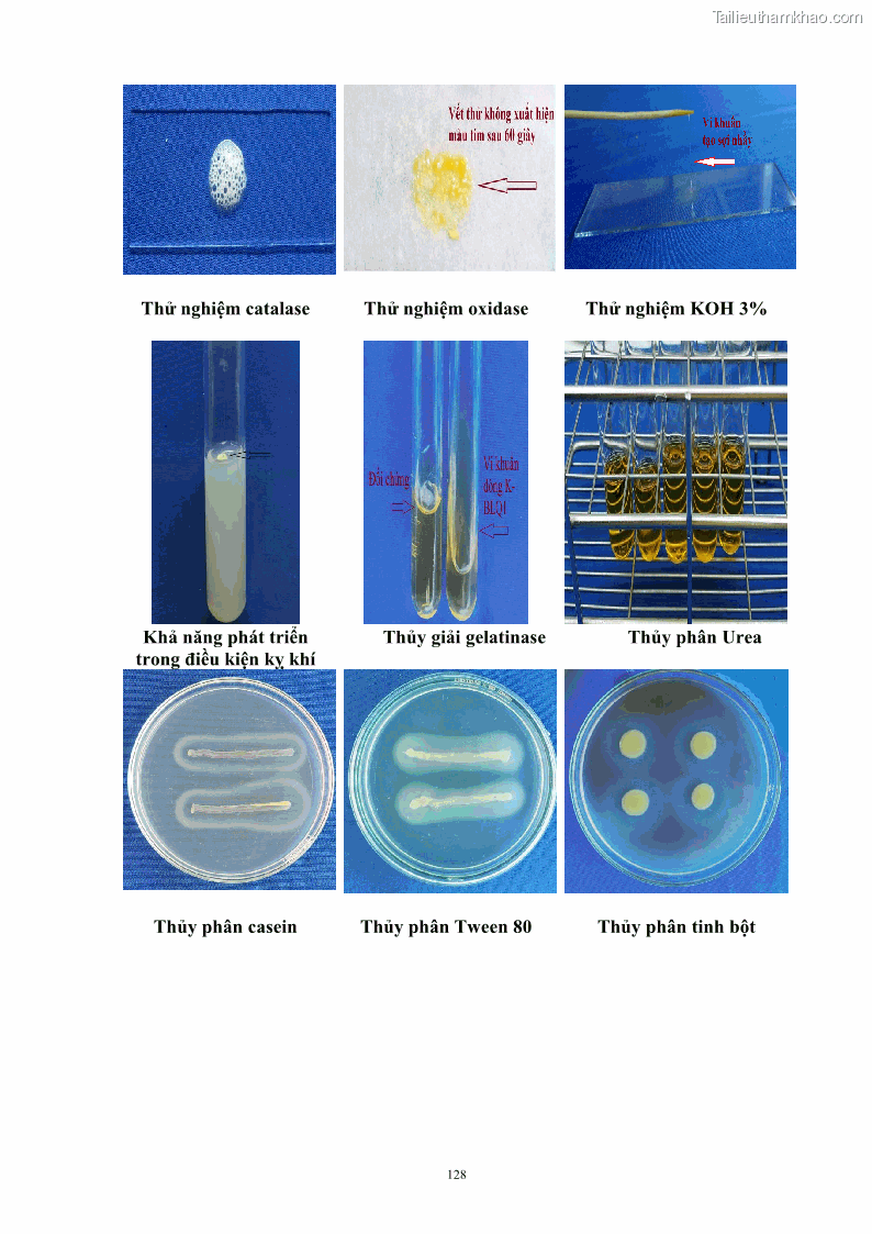 Luận án tiến sĩ công nghệ sinh học Nghiên cứu khả năng ức chế vi khuẩn Xanthomonas sp. gây bệnh loét trên cây chanh của cao chiết phân đoạn từ cây Giao Euphorbia tirucalli L. - 13 Trang 149