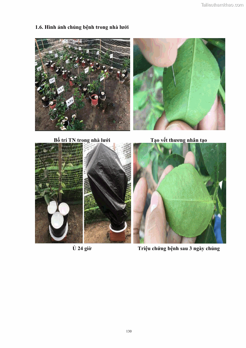 Luận án tiến sĩ công nghệ sinh học Nghiên cứu khả năng ức chế vi khuẩn Xanthomonas sp. gây bệnh loét trên cây chanh của cao chiết phân đoạn từ cây Giao Euphorbia tirucalli L. - 13 Trang 151