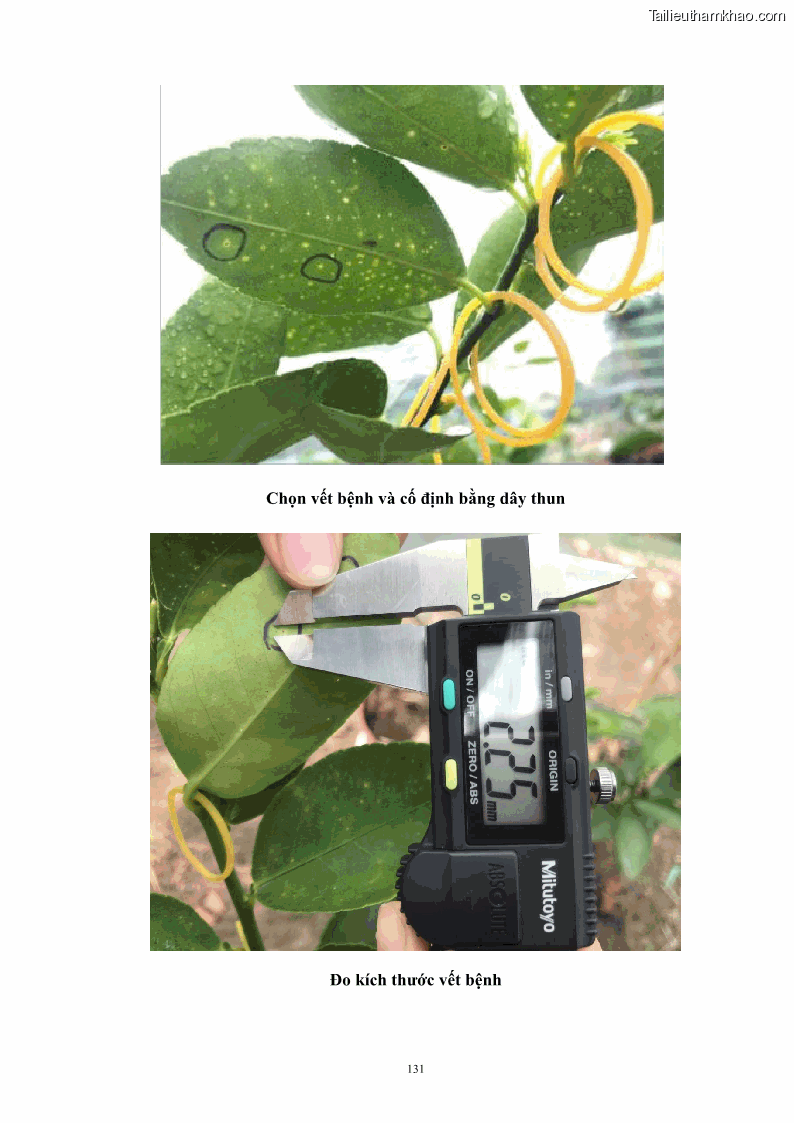 Luận án tiến sĩ công nghệ sinh học Nghiên cứu khả năng ức chế vi khuẩn Xanthomonas sp. gây bệnh loét trên cây chanh của cao chiết phân đoạn từ cây Giao Euphorbia tirucalli L. - 13 Trang 152