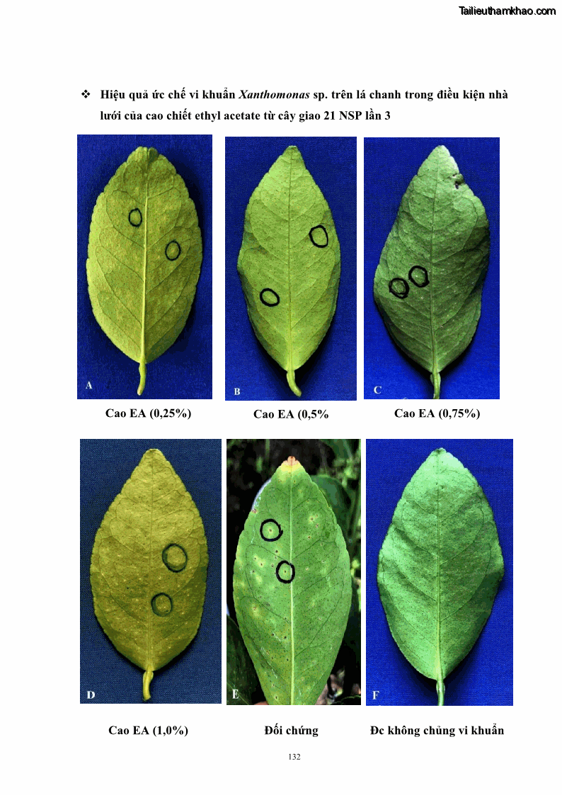 Luận án tiến sĩ công nghệ sinh học Nghiên cứu khả năng ức chế vi khuẩn Xanthomonas sp. gây bệnh loét trên cây chanh của cao chiết phân đoạn từ cây Giao Euphorbia tirucalli L. - 13 Trang 153