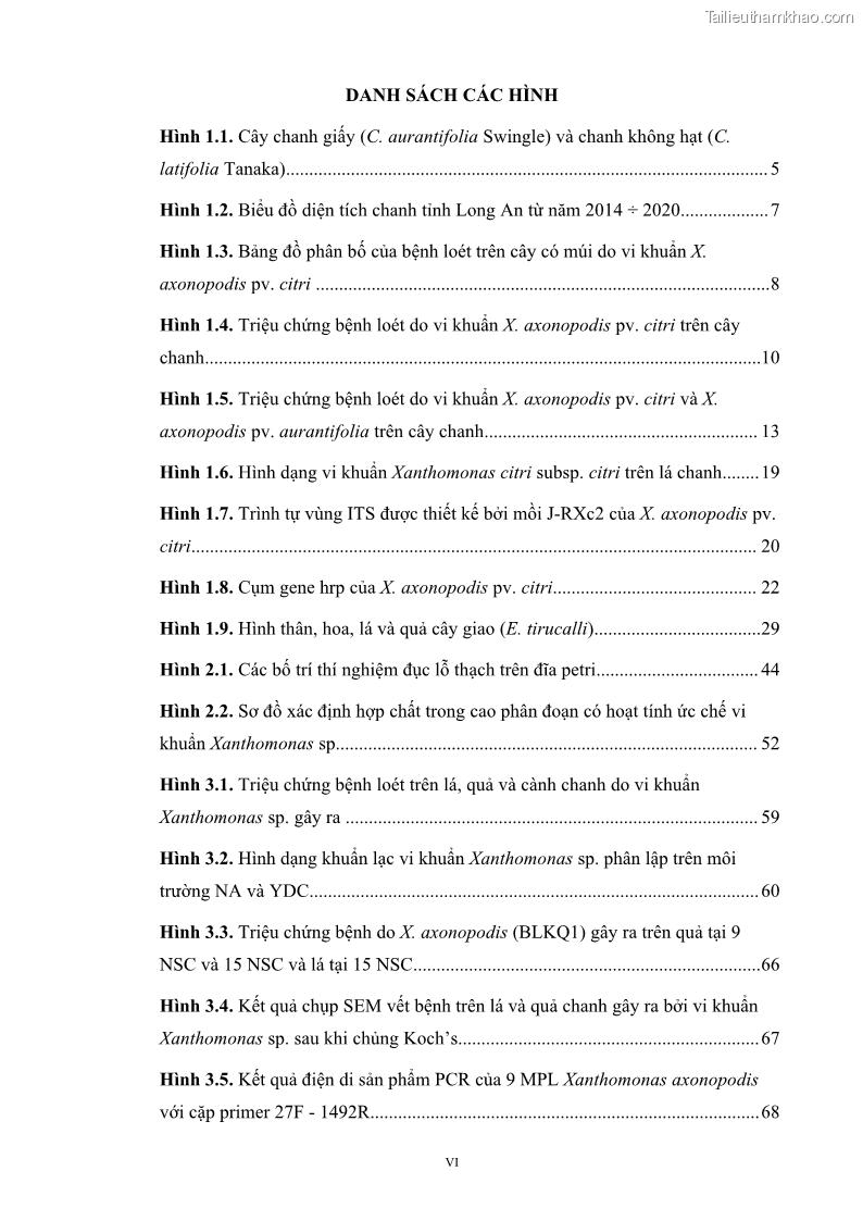 Luận án tiến sĩ công nghệ sinh học Nghiên cứu khả năng ức chế vi khuẩn Xanthomonas sp. gây bệnh loét trên cây chanh của cao chiết phân đoạn từ cây Giao Euphorbia tirucalli L. - 2 Trang 19