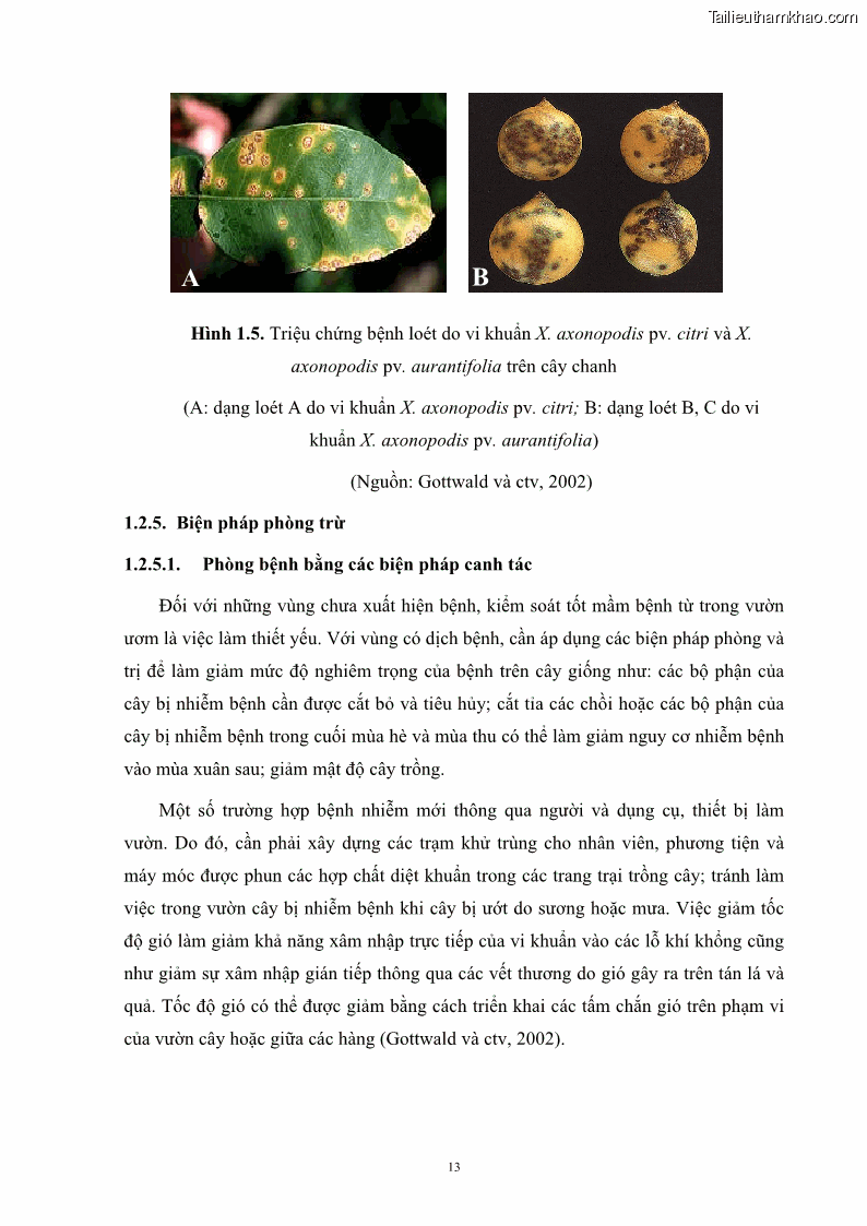 Luận án tiến sĩ công nghệ sinh học Nghiên cứu khả năng ức chế vi khuẩn Xanthomonas sp. gây bệnh loét trên cây chanh của cao chiết phân đoạn từ cây Giao Euphorbia tirucalli L. - 3 Trang 34