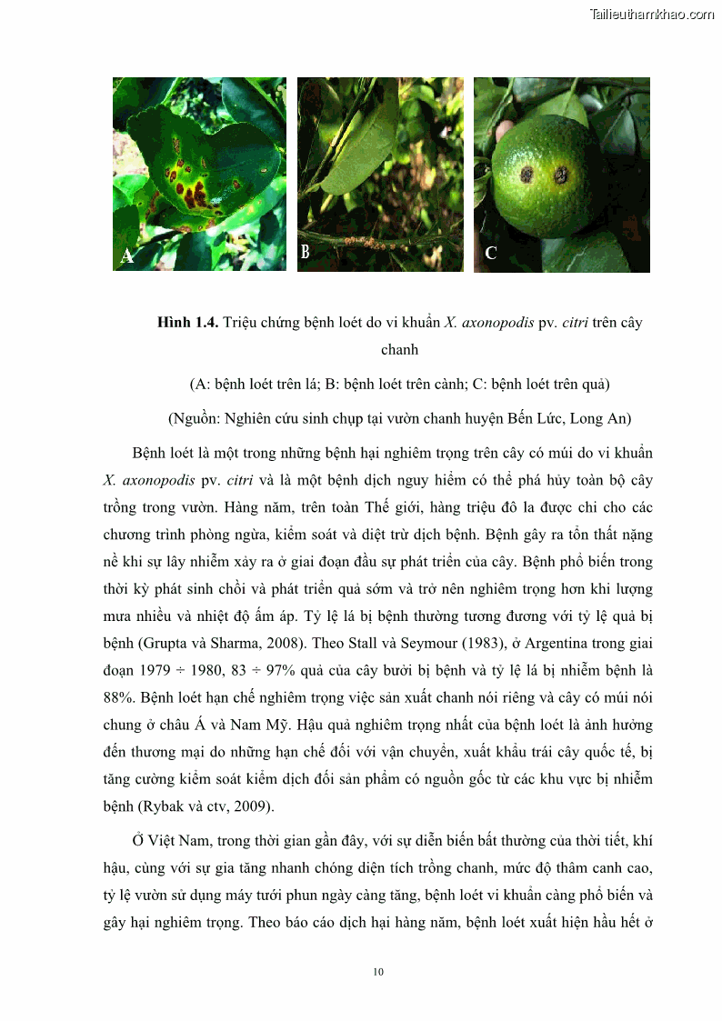 Luận án tiến sĩ công nghệ sinh học Nghiên cứu khả năng ức chế vi khuẩn Xanthomonas sp. gây bệnh loét trên cây chanh của cao chiết phân đoạn từ cây Giao Euphorbia tirucalli L. - 3 Trang 31