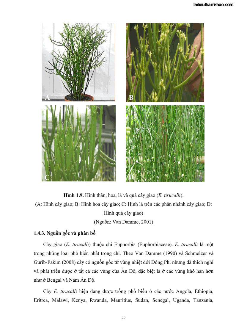 Luận án tiến sĩ công nghệ sinh học Nghiên cứu khả năng ức chế vi khuẩn Xanthomonas sp. gây bệnh loét trên cây chanh của cao chiết phân đoạn từ cây Giao Euphorbia tirucalli L. - 5 Trang 50