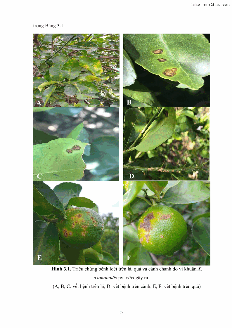Luận án tiến sĩ công nghệ sinh học Nghiên cứu khả năng ức chế vi khuẩn Xanthomonas sp. gây bệnh loét trên cây chanh của cao chiết phân đoạn từ cây Giao Euphorbia tirucalli L. - 7 Trang 80