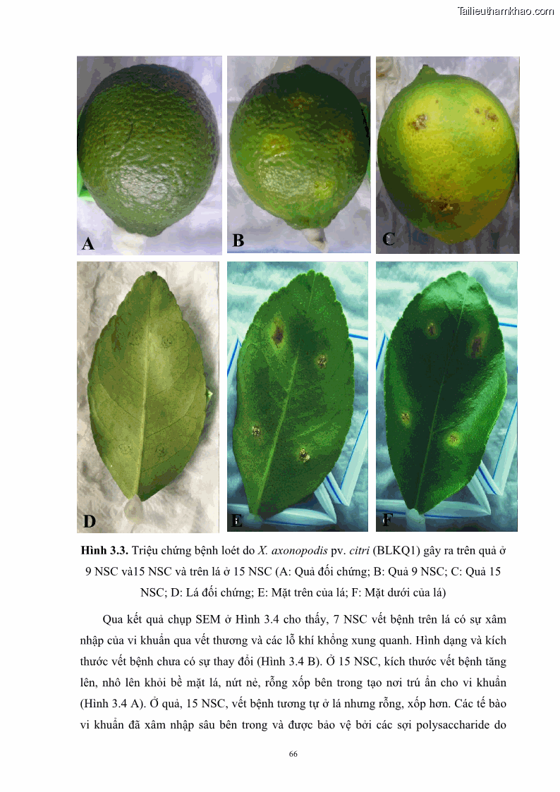 Luận án tiến sĩ công nghệ sinh học Nghiên cứu khả năng ức chế vi khuẩn Xanthomonas sp. gây bệnh loét trên cây chanh của cao chiết phân đoạn từ cây Giao Euphorbia tirucalli L. - 8 Trang 87