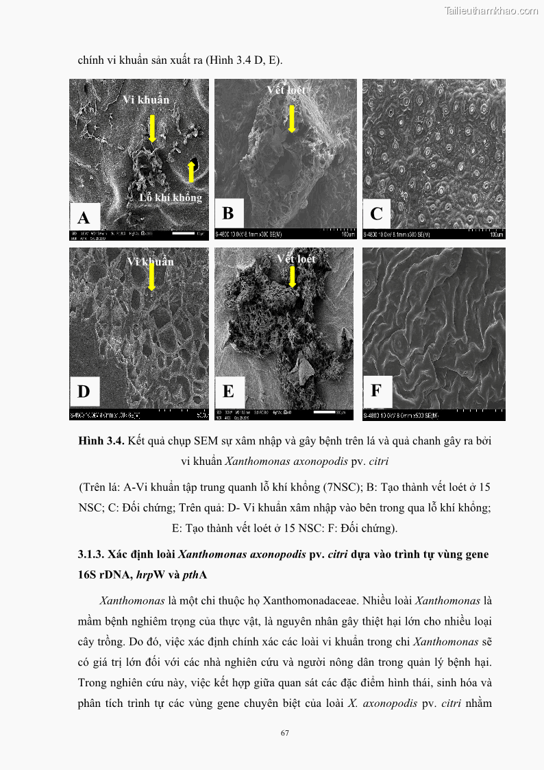 Luận án tiến sĩ công nghệ sinh học Nghiên cứu khả năng ức chế vi khuẩn Xanthomonas sp. gây bệnh loét trên cây chanh của cao chiết phân đoạn từ cây Giao Euphorbia tirucalli L. - 8 Trang 88