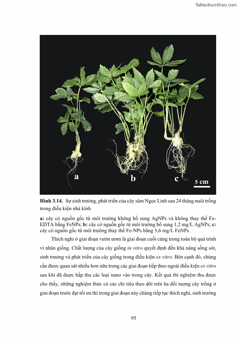 Luận án tiến sĩ công nghệ sinh học Nghiên cứu tác động của nano bạc và nano sắt lên chất lượng cây giống in vitro ở một số cây trồng có giá trị kinh tế - 10 Trang 111
