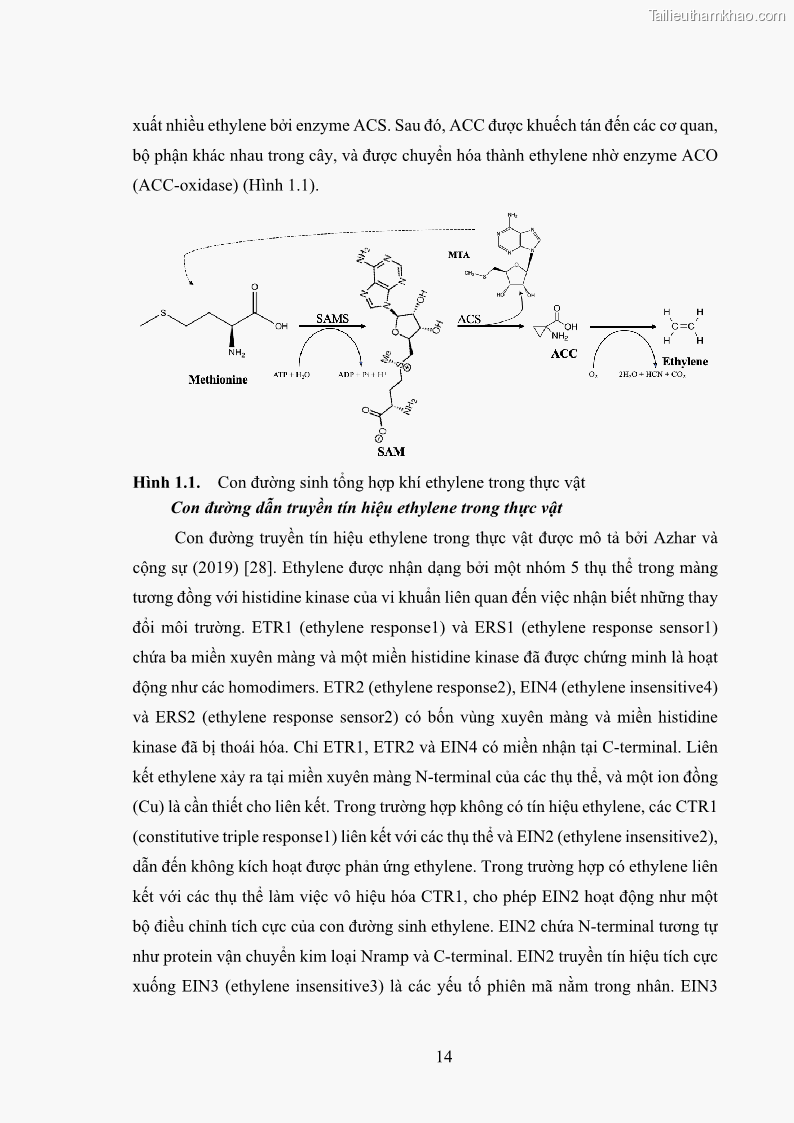 Luận án tiến sĩ công nghệ sinh học Nghiên cứu tác động của nano bạc và nano sắt lên chất lượng cây giống in vitro ở một số cây trồng có giá trị kinh tế - 3 Trang 30