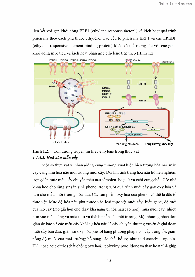 Luận án tiến sĩ công nghệ sinh học Nghiên cứu tác động của nano bạc và nano sắt lên chất lượng cây giống in vitro ở một số cây trồng có giá trị kinh tế - 3 Trang 31