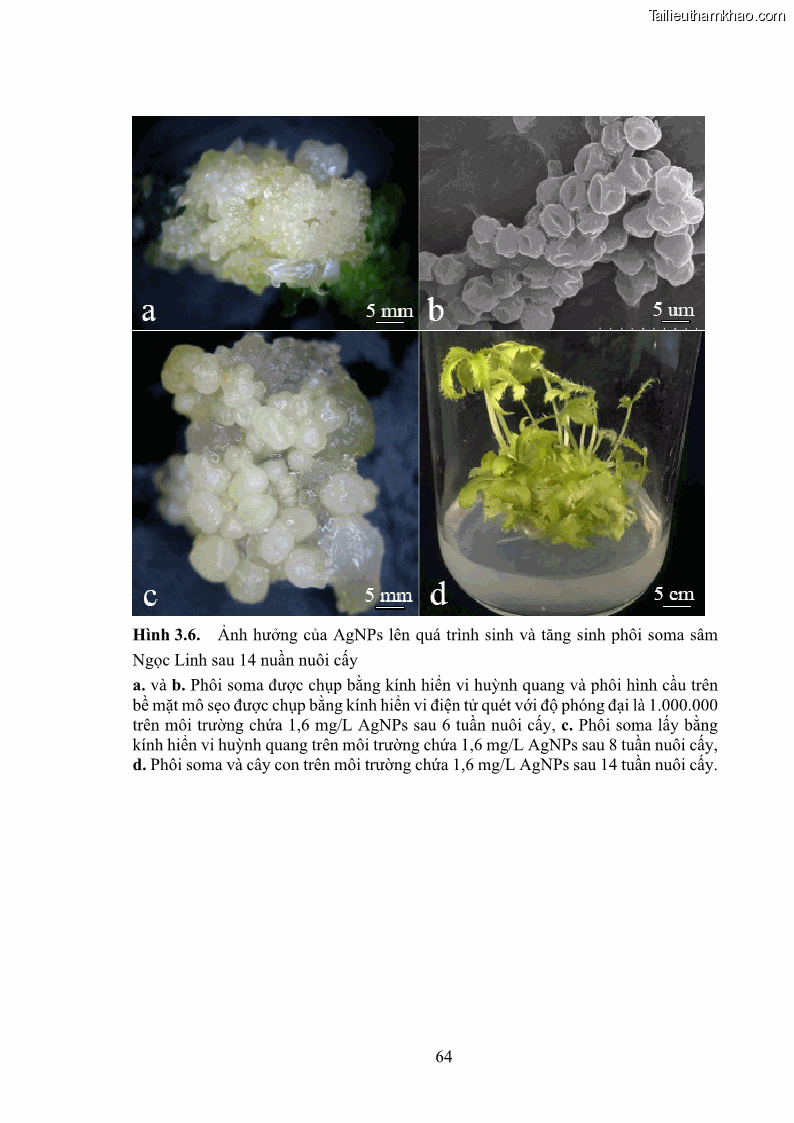 Luận án tiến sĩ công nghệ sinh học Nghiên cứu tác động của nano bạc và nano sắt lên chất lượng cây giống in vitro ở một số cây trồng có giá trị kinh tế - 7 Trang 80