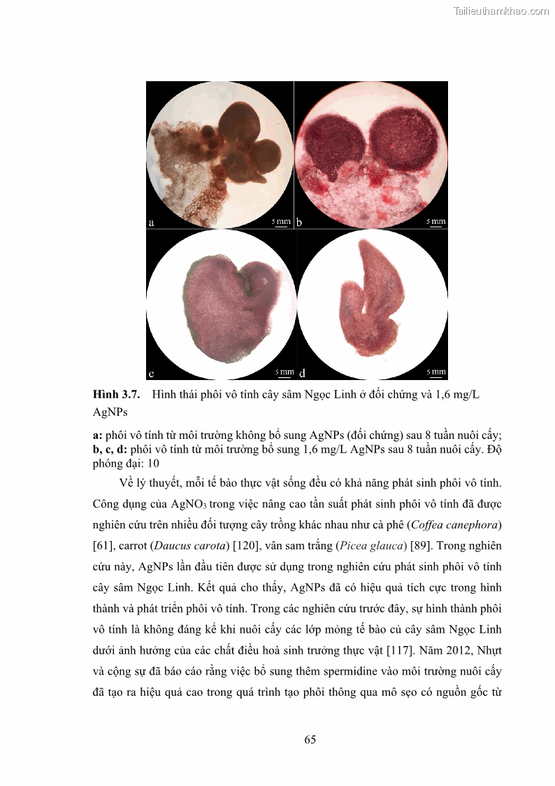 Luận án tiến sĩ công nghệ sinh học Nghiên cứu tác động của nano bạc và nano sắt lên chất lượng cây giống in vitro ở một số cây trồng có giá trị kinh tế - 7 Trang 81