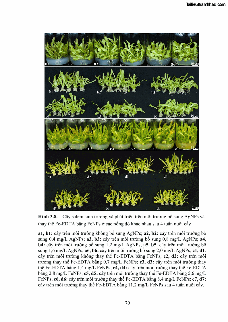 Luận án tiến sĩ công nghệ sinh học Nghiên cứu tác động của nano bạc và nano sắt lên chất lượng cây giống in vitro ở một số cây trồng có giá trị kinh tế - 8 Trang 86
