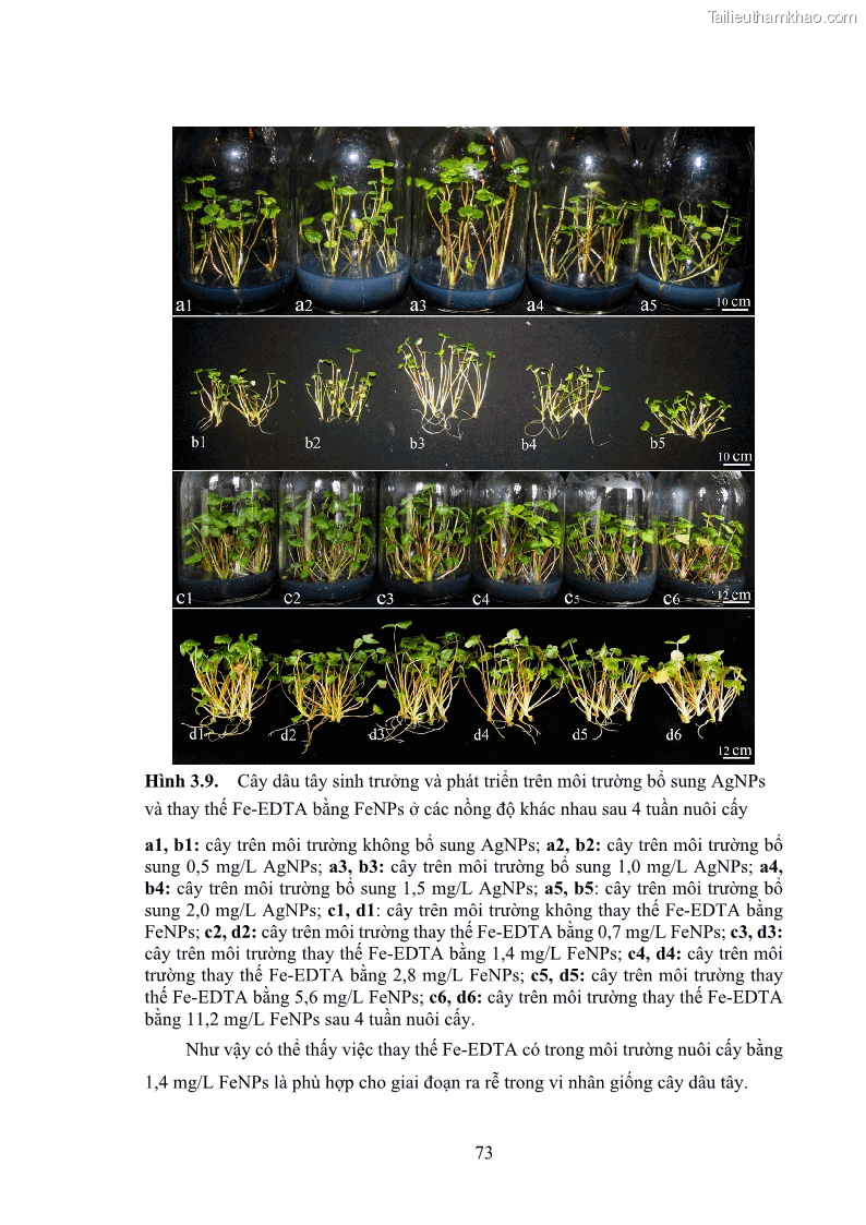 Luận án tiến sĩ công nghệ sinh học Nghiên cứu tác động của nano bạc và nano sắt lên chất lượng cây giống in vitro ở một số cây trồng có giá trị kinh tế - 8 Trang 89
