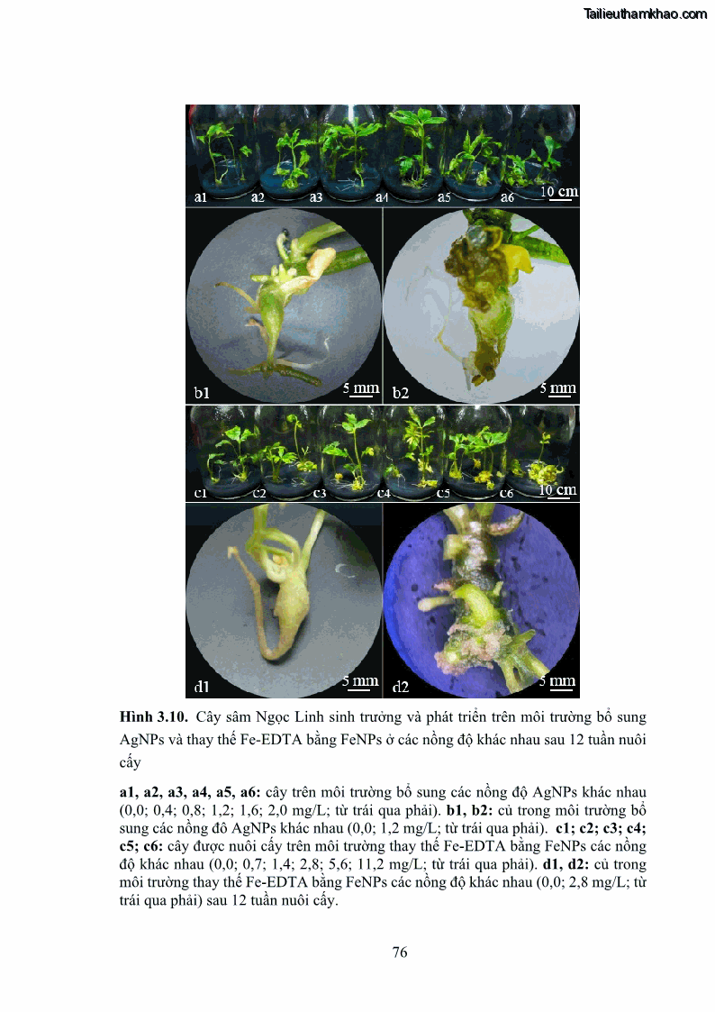 Luận án tiến sĩ công nghệ sinh học Nghiên cứu tác động của nano bạc và nano sắt lên chất lượng cây giống in vitro ở một số cây trồng có giá trị kinh tế - 8 Trang 92