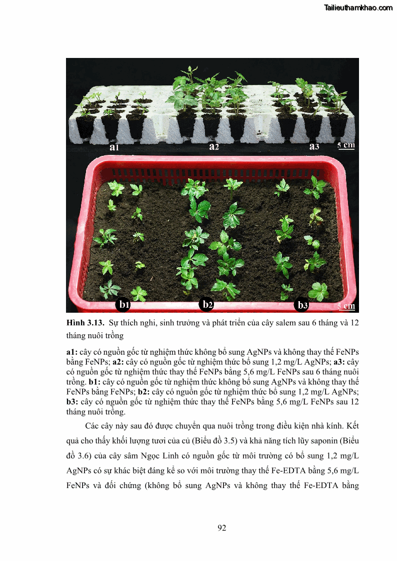 Luận án tiến sĩ công nghệ sinh học Nghiên cứu tác động của nano bạc và nano sắt lên chất lượng cây giống in vitro ở một số cây trồng có giá trị kinh tế - 9 Trang 108