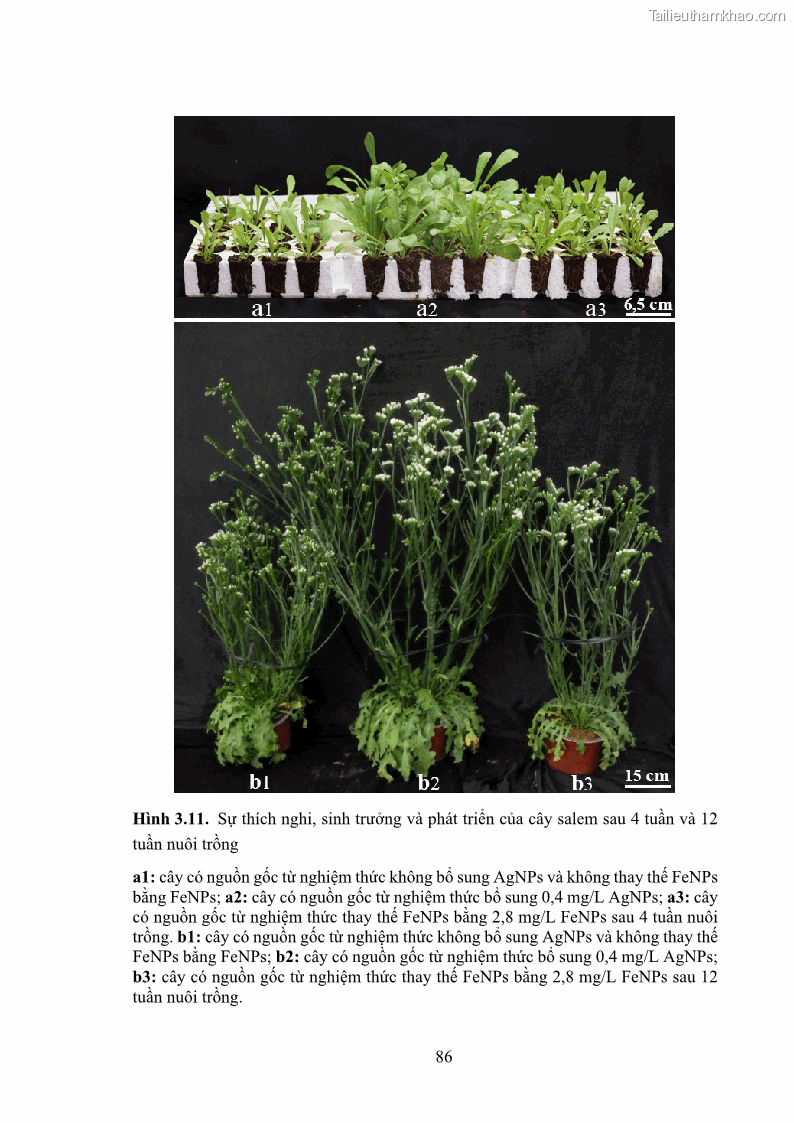 Luận án tiến sĩ công nghệ sinh học Nghiên cứu tác động của nano bạc và nano sắt lên chất lượng cây giống in vitro ở một số cây trồng có giá trị kinh tế - 9 Trang 102