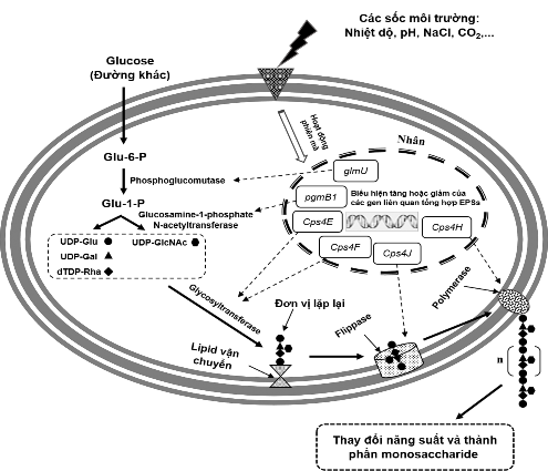 Hình 3 34 Sự biểu hiện của các gen liên quan tổng hợp EPS dưới tác động 1
