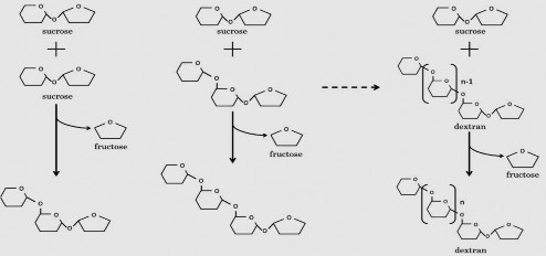Hình 1 9 Tổng hợp dextran bởi glycosyltransferase dextran sucrase Mặc dù các enzyme 1