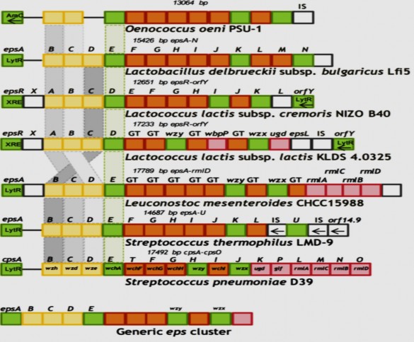 Hình 1 11 Sơ đồ tổ chức di truyền của cụm gen eps trong các LAB khác nhau Các 1