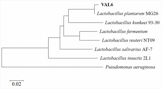 Hình 3 5 Cây phát sinh loài của chủng L plantarum VAL6 được xây dựng bằng cách 10