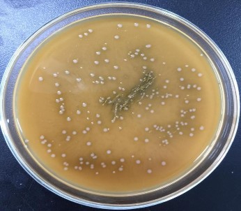 Hình 3 2 Đặc điểm khuân lạc chủng vi khuẩn L6 Như vậy qua quan sát đặc 2