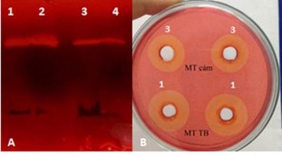Hình 3 8 Zymogram A và vòng thủy phân B trên môi trường cám 1 và môi trường 2