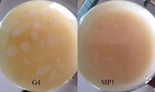 Hình 3 21 Thử nghiệm phân giải giấy lọc của MP1 và G4 Chế phẩm cellulase thu 1