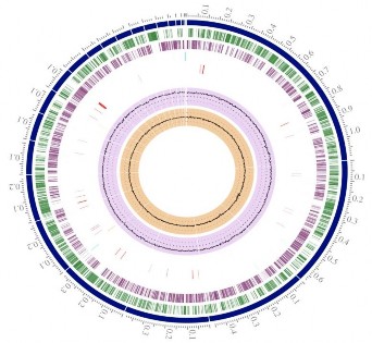 Hình 3 22 Sơ đồ genom của C cellulans MP1 3 5 2 Các cụm gen và chức năng gen của 2