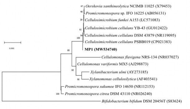 Hình 3 24 Cây phân loài chủng C cellulans MP1 Sử dụng trang web dbCAN2 các gen 4