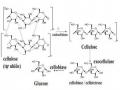Đặc Tính Của Cellulose Và Xylanase Từ C.cellulans [18]