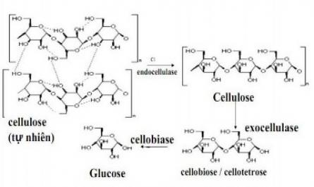 Đặc Tính Của Cellulose Và Xylanase Từ C.cellulans [18]