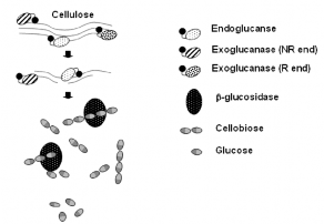 Hình 1 2 Cơ chế thủy phân cellulose của hệ cellulose 4 1 1 2 Nguồn thu nhận 2