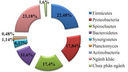 Hình 1 3 Hệ vi sinh vật trong ruột mối 39 Chi mối Coptotermes được nghiên cứu 1