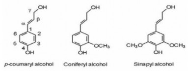 Hình 1 8 Các đơn phân của lignin Sinh khối tạo thành từ Lignocellulose chiếm 4