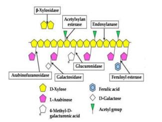 Hình 1 9 Hoạt động của các enzym hemicellulose 51 1 3 3 Sự phối hợp tác động 5