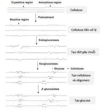 Hình 1 10 Hoạt động của các enzym cellulose 51 Sản phẩm phức hợp nhiều enzym 6