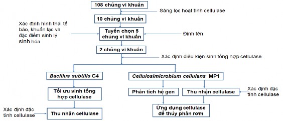 Hình 2 1 Sơ đồ nghiên cứu trong luận án 2 4 1 Phương pháp phân lập và tuyển 1