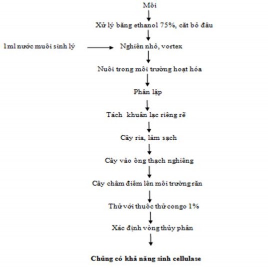 Hình 2 2 Các bước phân lập vi khuẩn sinh cellulase từ ruột mối 25 2 4 1 2 Xác 2