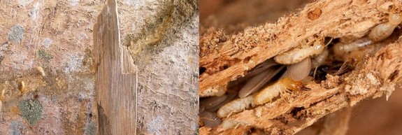 Hình 3 1 Hình ảnh mẫu mối thu thập Khả năng phân giải cellulose của chủng 1