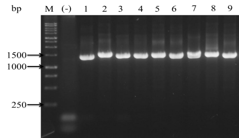 Hình 3 5 Kết quả điện di sản phẩm PCR của 9 MPL X axonopodis pv citri với cặp 1