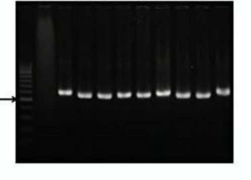 M 1 2 3 4 5 6 7 8 9 500 bp Hình 3 7 Kết quả điện di sản phẩm PCR của 9 MPL X 3