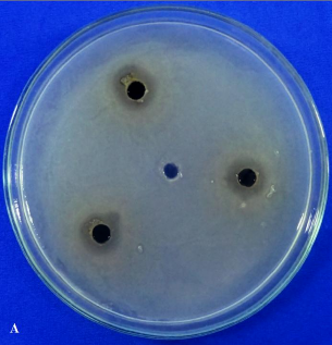 Hình 3 12 Kết quả đường kính vòng vô khuẩn đối với vi khuẩn Xanthomonas của 1