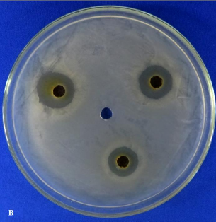 Hình 3 12 Kết quả đường kính vòng vô khuẩn đối với vi khuẩn Xanthomonas của 2