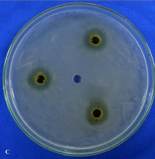 Hình 3 12 Kết quả đường kính vòng vô khuẩn đối với vi khuẩn Xanthomonas của 3