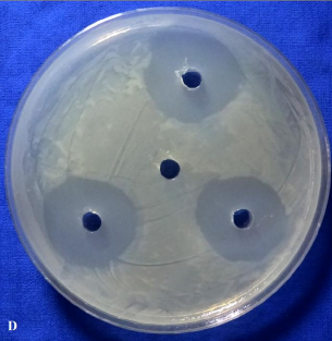 Hình 3 12 Kết quả đường kính vòng vô khuẩn đối với vi khuẩn Xanthomonas của 4