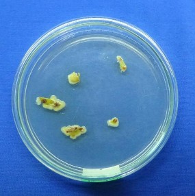 Phân lập mẫu Ria làm thuần mẫu 1 3 Hình ảnh chủng bệnh nhân tạo trong phòng 1