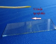 Thử nghiệm catalase Thử nghiệm oxidase Thử nghiệm KOH 3 Khả năng phát triển 10