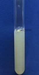 Khả năng phát triển trong điều kiện kỵ khí Thủy giải gelatinase Thủy phân 11